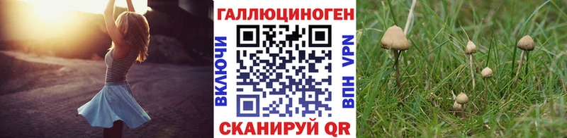 купить наркоту  Сокол  Псилоцибиновые грибы Psilocybe 